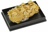 Exquisite Miniature Ammonite Fossil Cluster - France #129947-3